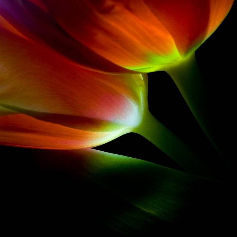 тюльпан, цветы, Динара