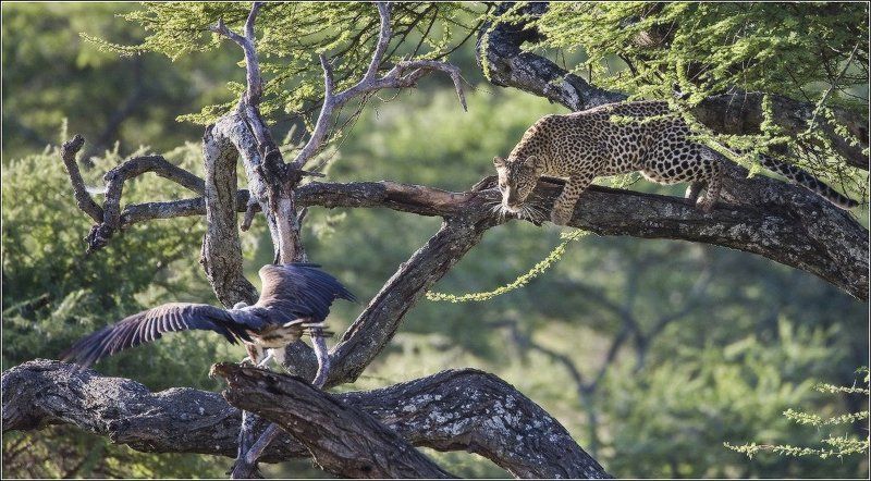 Про леопардаphoto preview