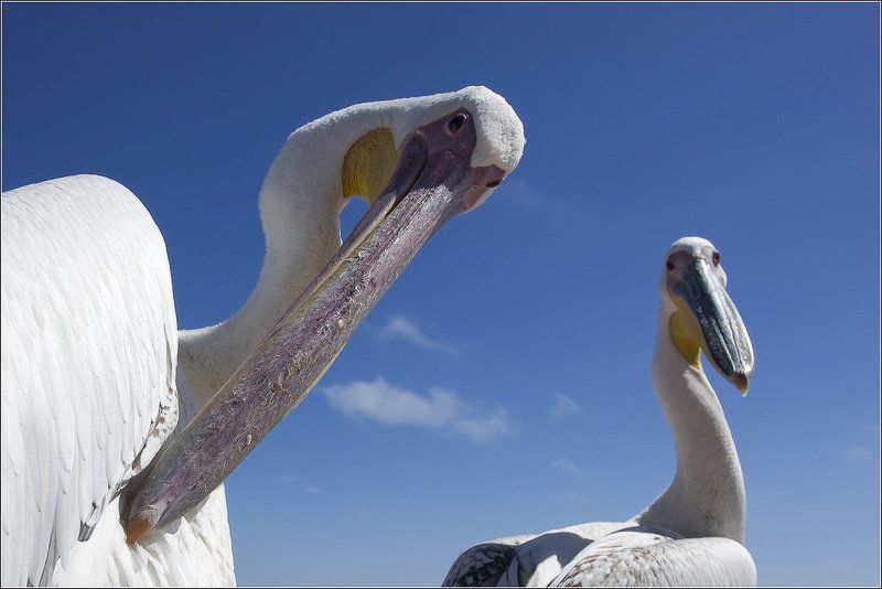 Глаза в глазаphoto preview