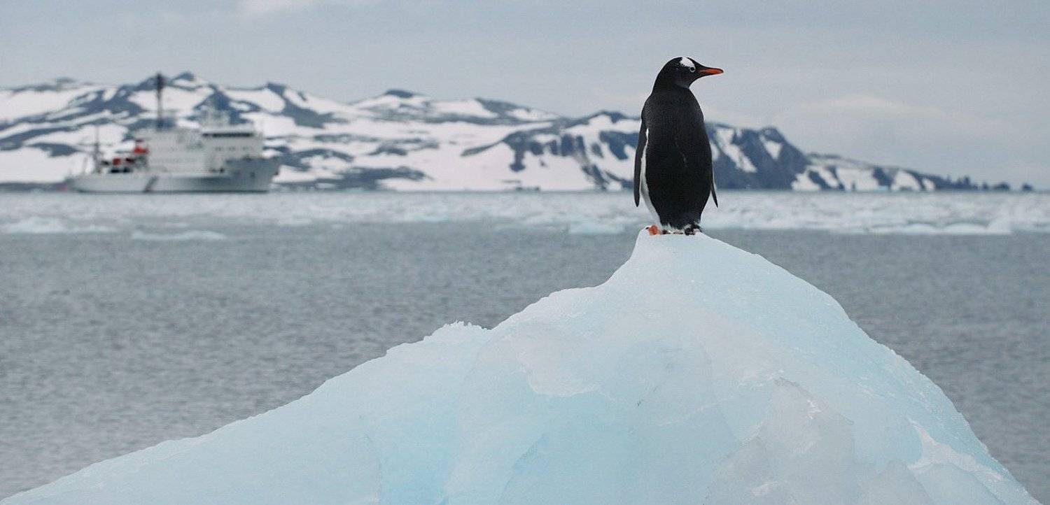В Дозоре. Автор: Руслан Елисеев пингвин, антарктика, беллинсгаузен,, Руслан Елисеев