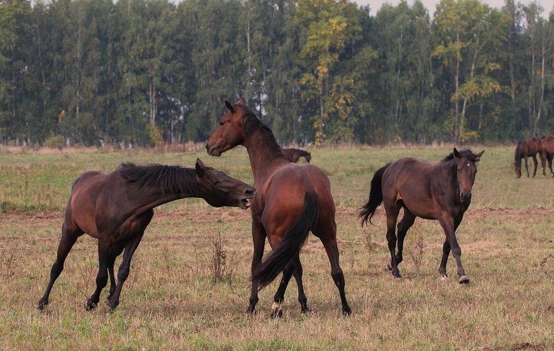 Игры тракеновphoto preview