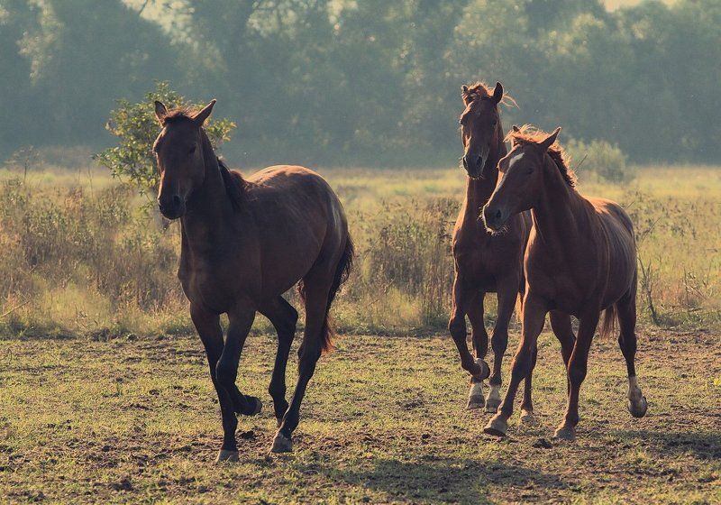 Тракеныphoto preview