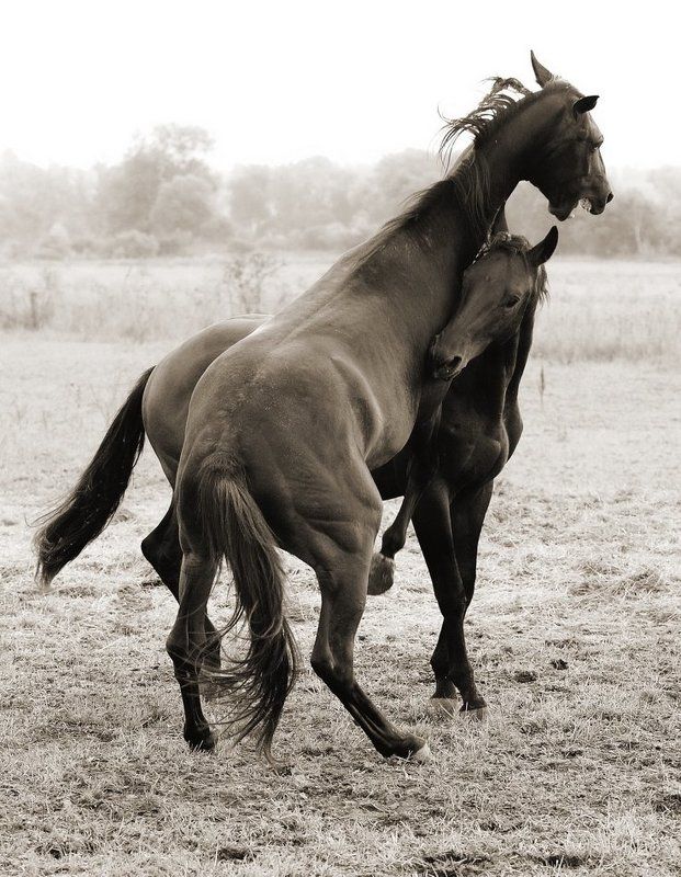 Тракеныphoto preview