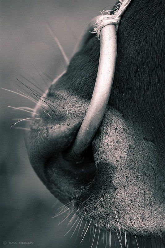 Табуphoto preview