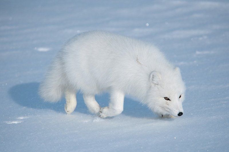 arctic fox, песец , животные, жизнь на краю земли Arctic foxphoto preview