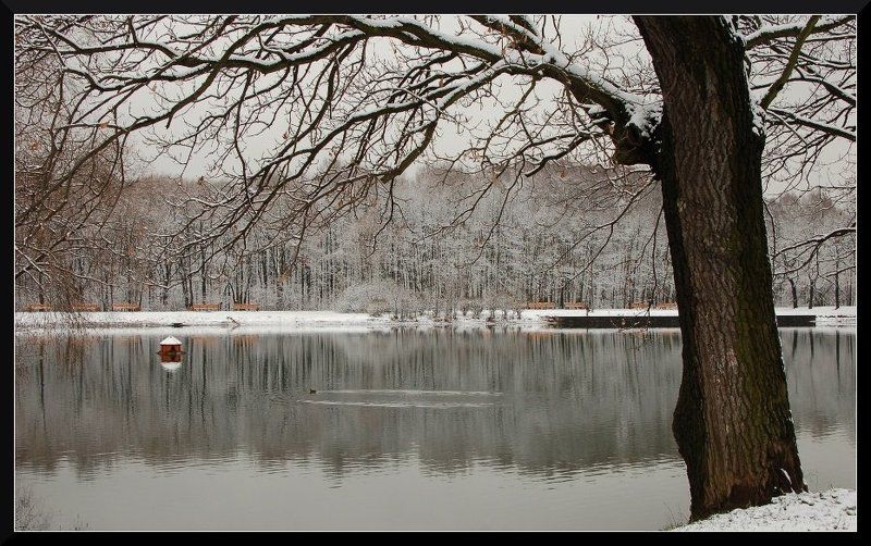 *** Недотрога.. *** фото превью