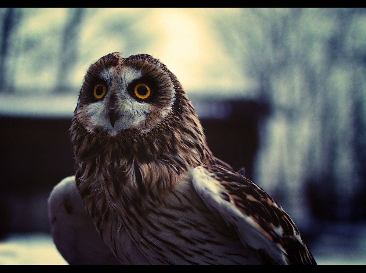 Глафира. Автор: Lilia Tkachenko , Lilia Tkachenko