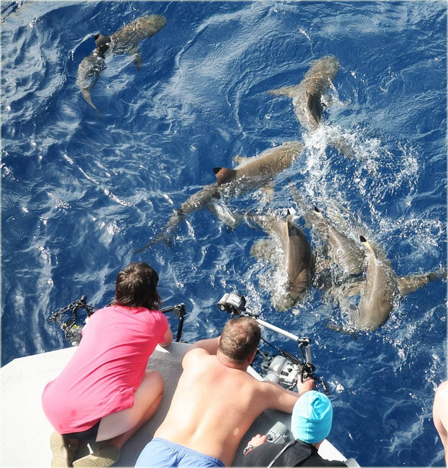 микронезия, палау, блю корнер, виноградов, медведева, носова, акулы, Lampadina (Svetlana Maximova)