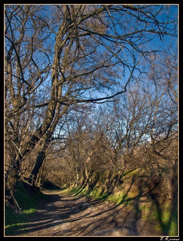 дорога,деревья,весна,март Заброшенная дорогаphoto preview