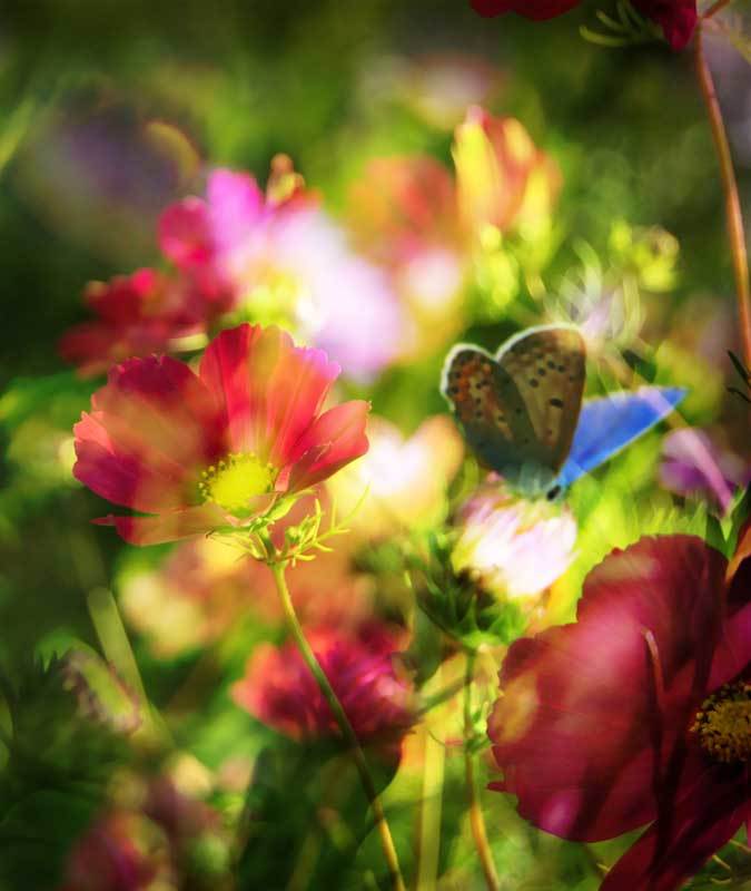 природа, цветы, лето ***photo preview