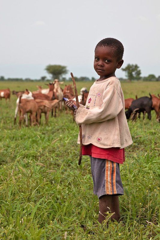 africa, tanzania, tarangire national park,  masai, safari, африка, люди, масаи, танзания, мальчик, пастушок Пастушок. фото превью