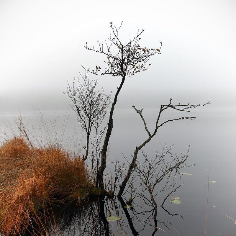 туман, озеро, деревце Деревцеphoto preview