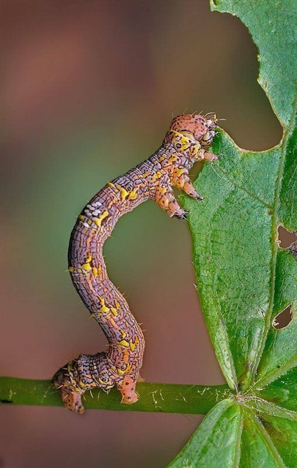 , Курочкин Валерий