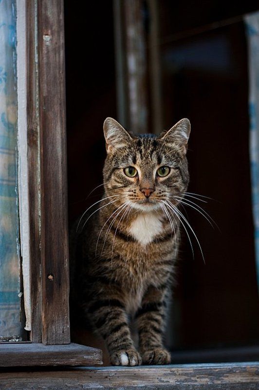 Из окнаphoto preview