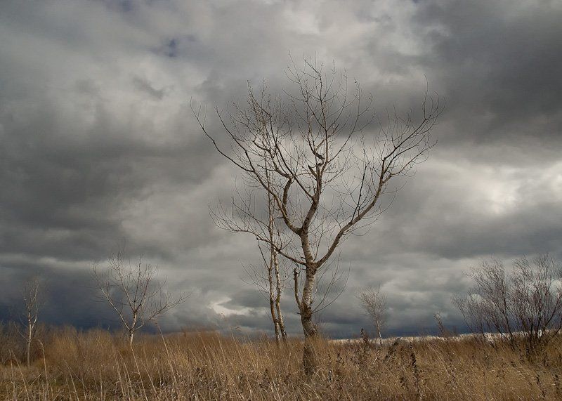 Степьphoto preview