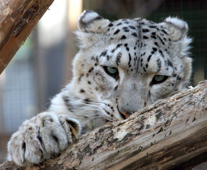 Ласковый и нежный...photo preview