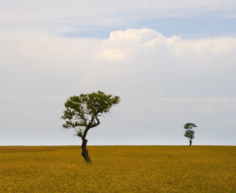 деревья photo preview