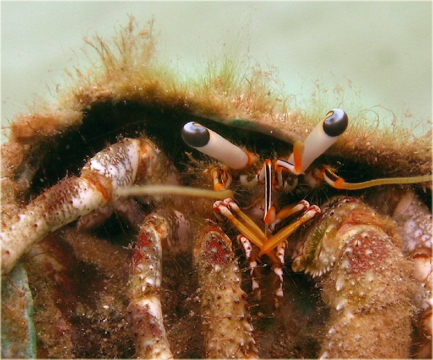 микронезия, палау, остров корор, подводные съемки, рак-отшельник, портрет, Lampadina (Svetlana Maximova)