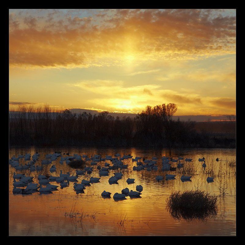 bosque del apache nwr, new mexico, usa Рассвет на Боскоphoto preview
