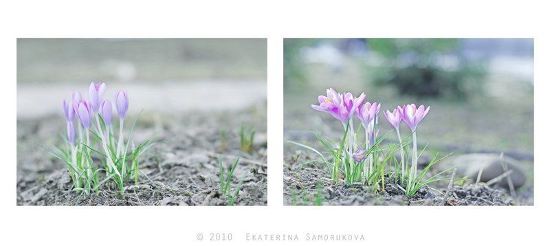 крокусы, цветы, весна крокусыphoto preview