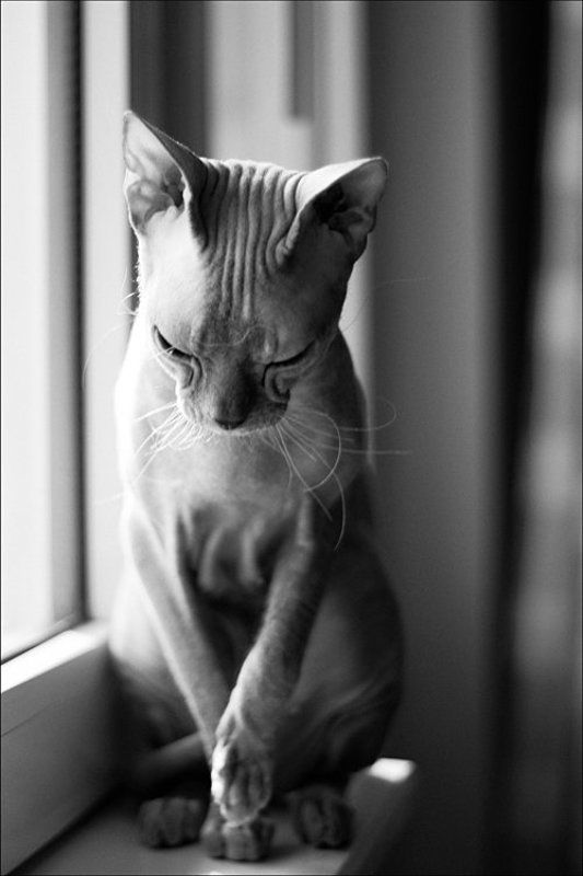 кошка, такая, разная Такая разная...photo preview