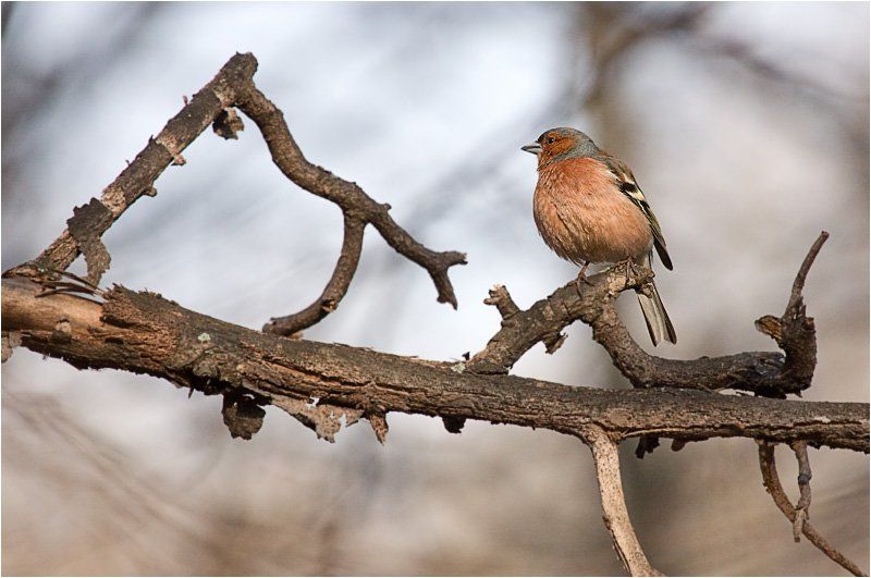 зяблик (вроде бы), птица, кусковский парк, утро Вестник весны фото превью