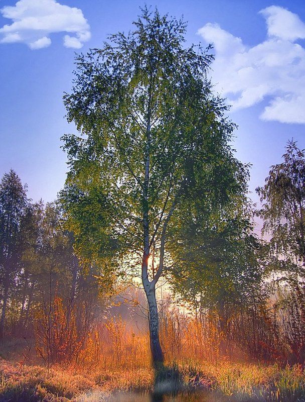 пейзаж Береза фото превью