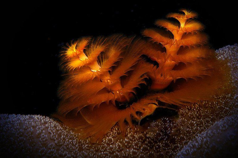 Ещё раз о гидрокосмосе.photo preview