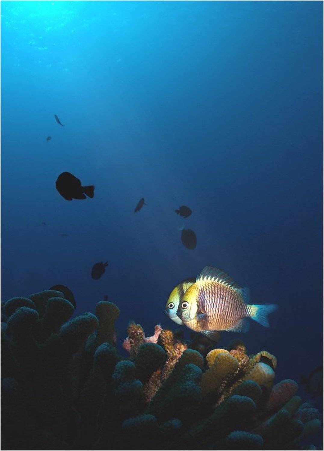 Избранные Солнцем. Автор: Сергей Шанин конусы, тубусы, соты, Сергей Шанин