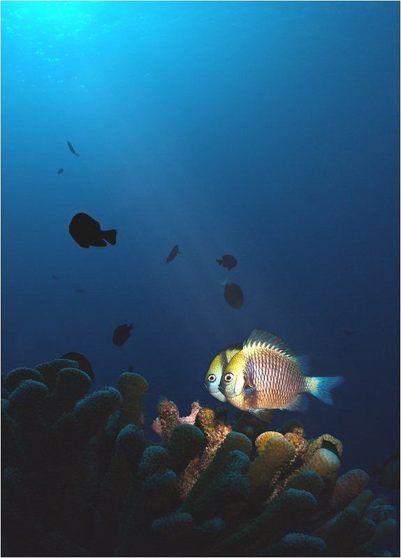 конусы, тубусы, соты Избранные Солнцемphoto preview