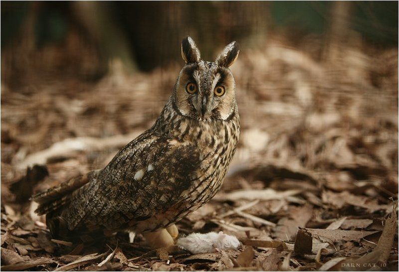 сова, мышка, решетка, зоопарк, ушастая Хто тут?photo preview