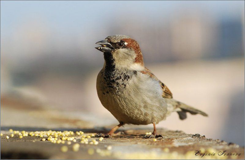 воробей ,птичка ,весна Прожора фото превью