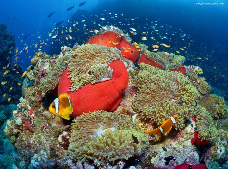 Домики.photo preview