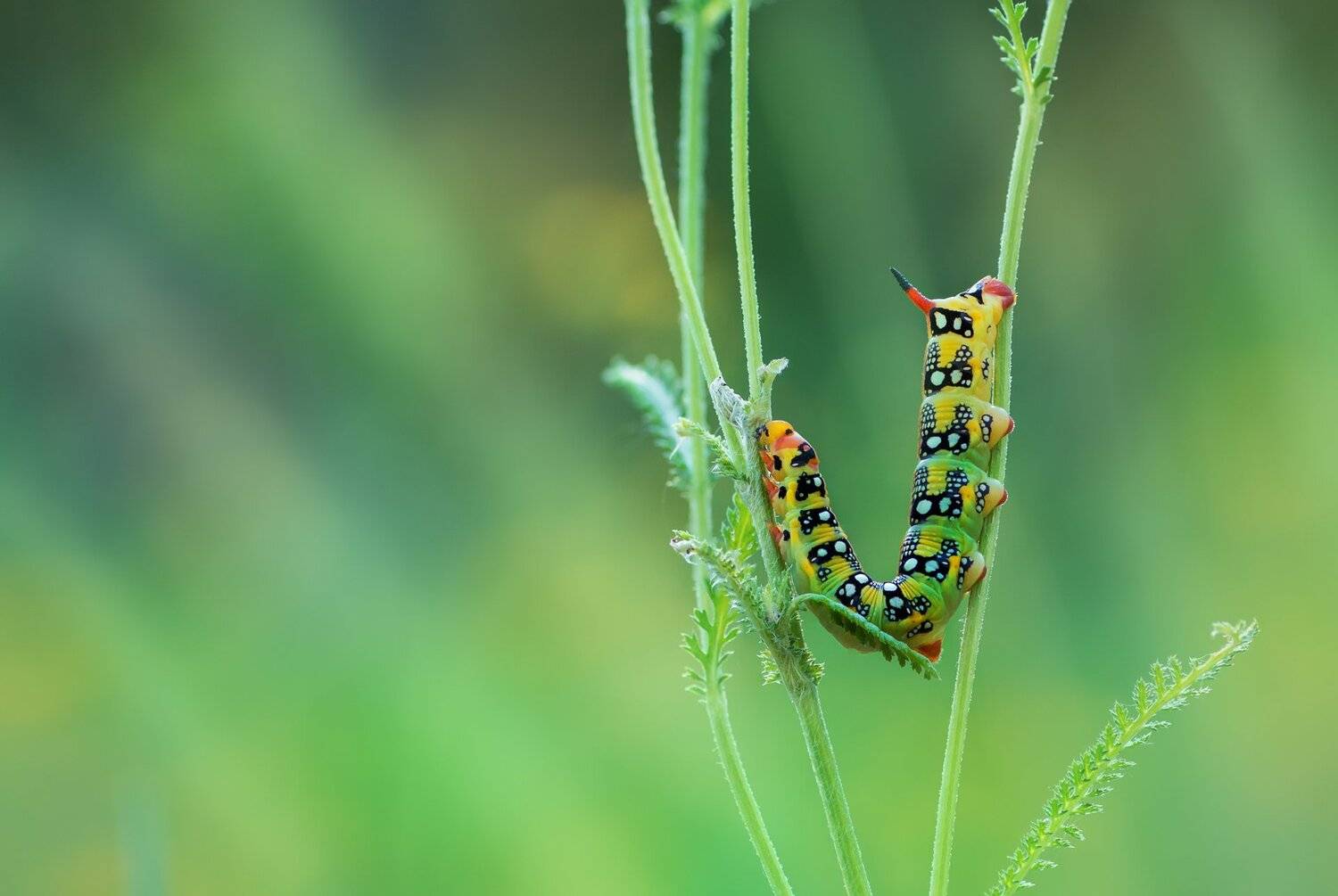 Без костей. Автор: Юрий Котов Гусеница, Листва, Свет, Стебель, Трава, Фон, Юрий Котов
