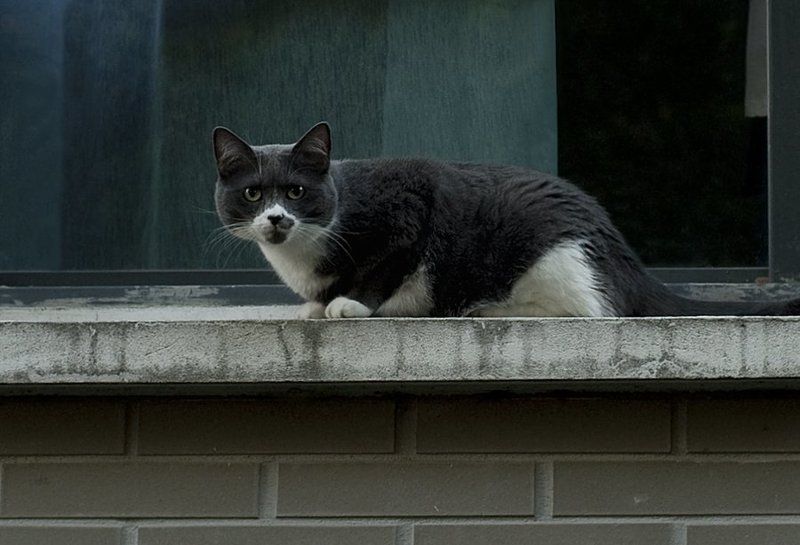 Rue des Prairiesphoto preview