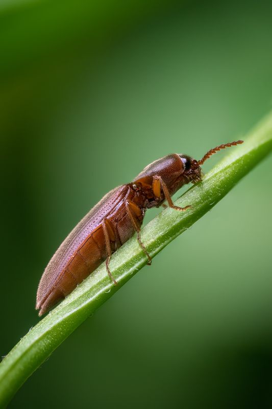 Жук щелкунphoto preview