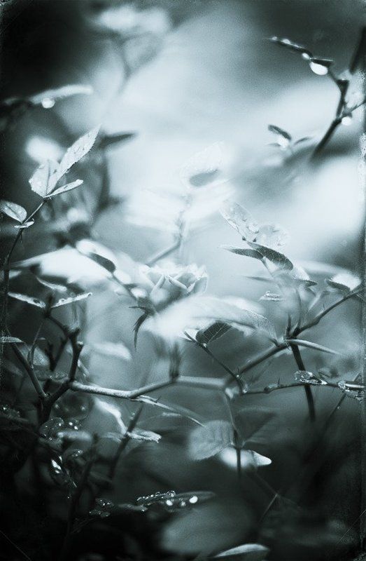 линии, пятна, абстракция, арт, природа ***photo preview