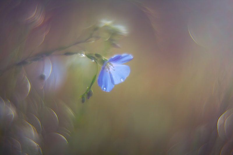 Painted morningphoto preview