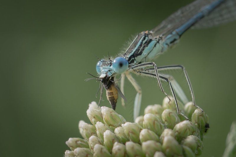 Хищник.photo preview