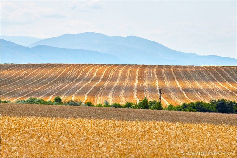 Summer Patternsphoto preview