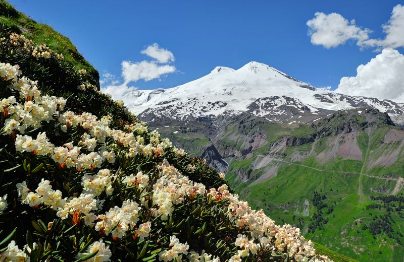 Рододендроны зацвелиphoto preview