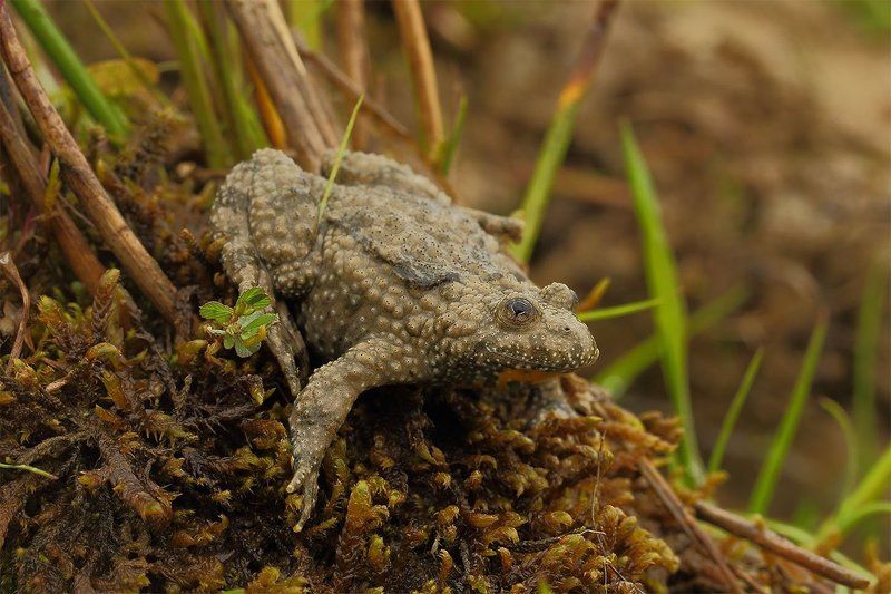 Bombina variegata, Желтобрюхая жерлянка Желтобрюхая жерлянка (лат. Bombina variegata)photo preview