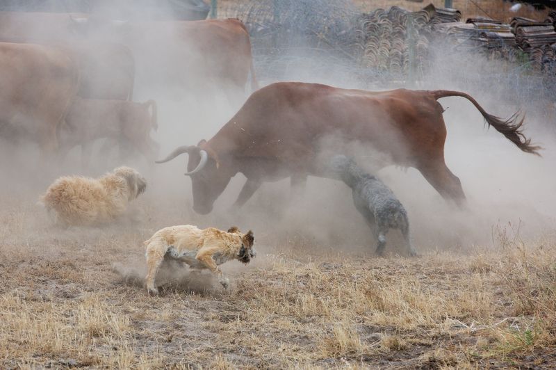 путешествия, португалия, собаки, никон, d810, nikon, travel, animals, nature, portugal Пастушьи собаки за работойphoto preview