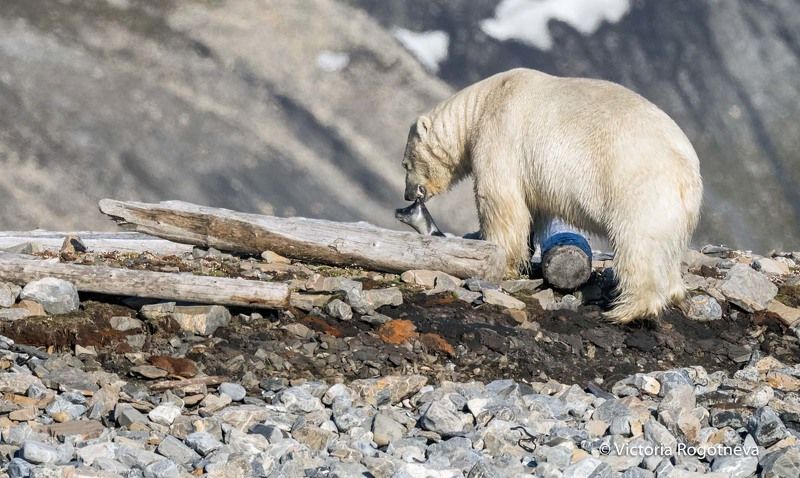 Арктика, Белый Медведь, Шпицберген Медведь поймал нерпу фото превью