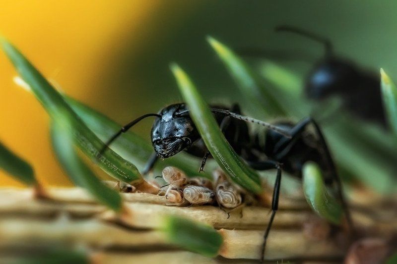 Пастухphoto preview