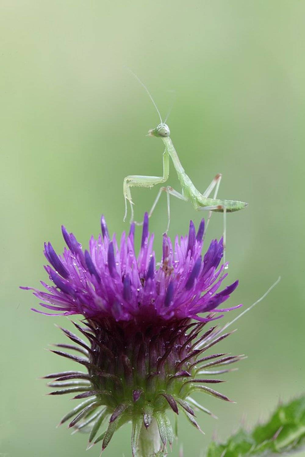 , Сергей Таланов