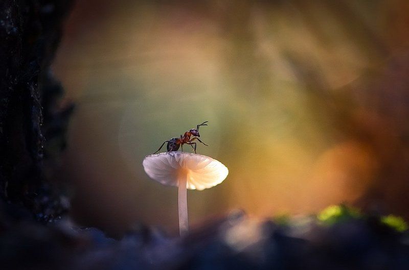 Под большой, столетней елью...photo preview