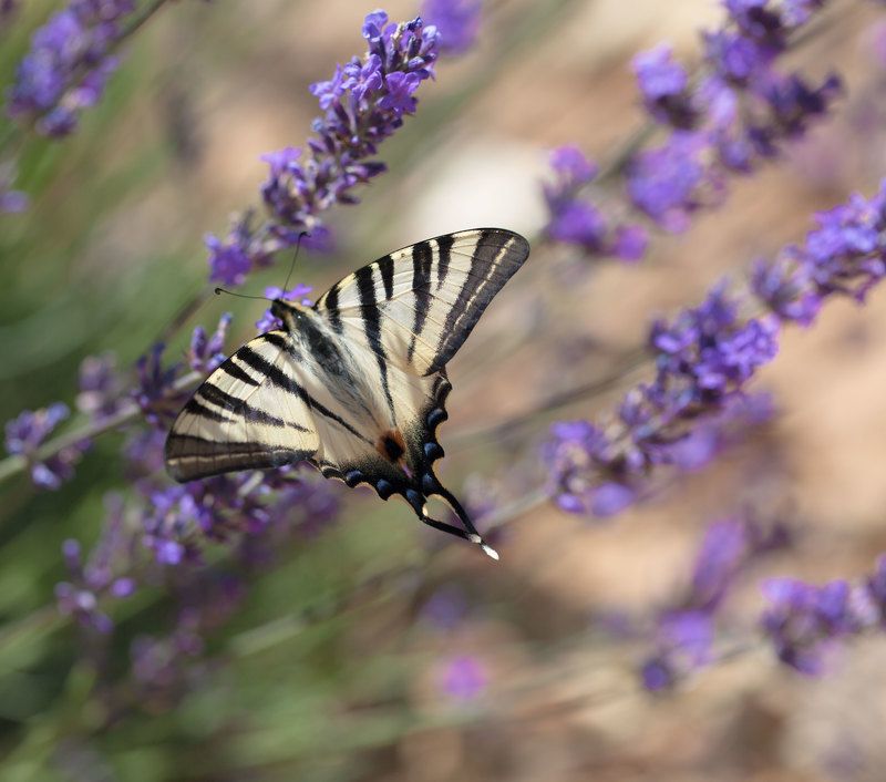 Lavanda, France, flower, France, photo preview