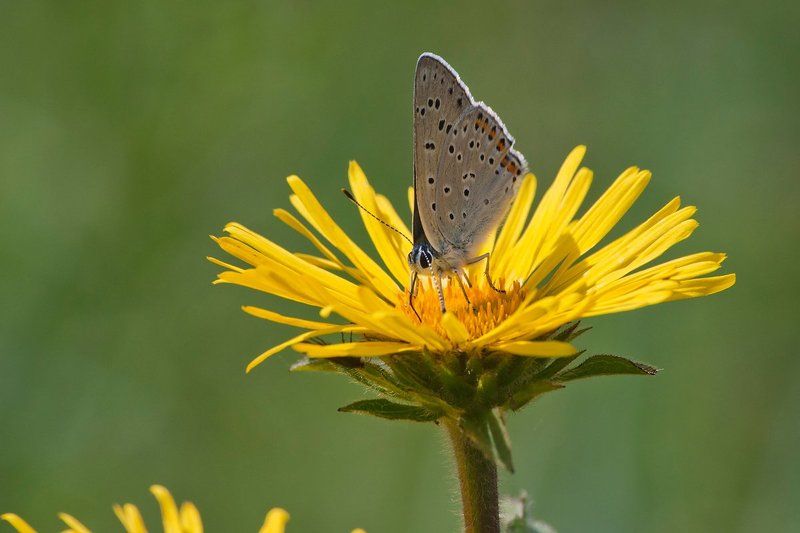 бабочка, цветы, лето, луг Триптих с бабочкойphoto preview