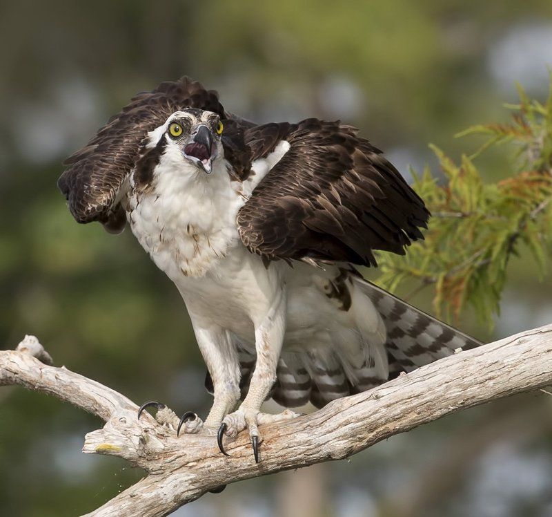 скопа, osprey, florida, флорида, blue cypress lake Скопа - Ospreyphoto preview